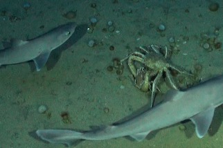 水下攝影機引來鯊魚，意外驚擾了一對交配中的螃蟹