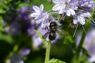 研究：連兩年接觸殺蟲劑讓切葉蜂繁殖降44% 需好幾世代才能恢復