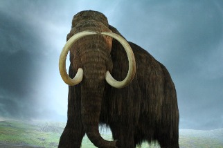 猛瑪象等古代大型植食性動物滅絕 意外助長草原野火發生