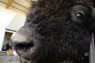 為了確保「動物攝影機」能拍到畫面，科學家必須先幫美洲野牛刮鬍子！