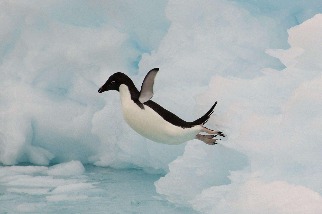 挺肚躍水的企鵝