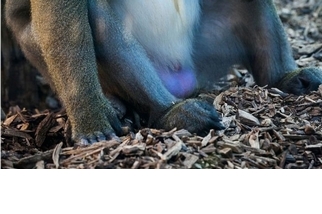 為什麼有些猴子有藍色蛋蛋？