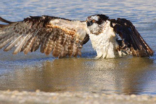 在海灘上洗澡的魚鷹
