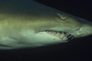 神祕的沙虎鯊在天黑後都在做些什麼？