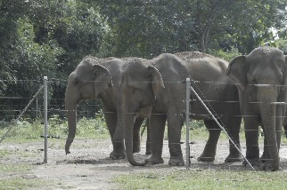 如何讓尼泊爾的圈養大象脫離鎖鏈的束縛？