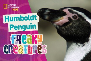 怪奇生物：洪堡企鵝艱辛的覓食「通勤」