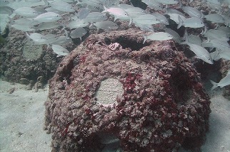 長眠海底的「珊瑚礁葬」 骨灰化作人工魚礁 助海洋棲地復育