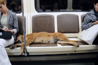 莫斯科的流浪狗也懂得搭地鐵通勤！