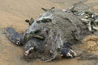 瀕危保育類革龜擱淺病理報告出爐 主要死因為網具纏繞及感染