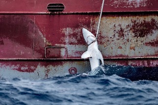 國際報告揭亞洲魚翅貿易 有半數進口自歐洲 臺灣列交易熱區