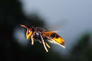 掠食之蜂