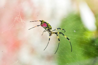 一種色彩鮮豔的大型入侵蜘蛛正在美東蔓延