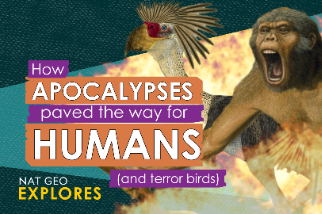 國家地理探索系列：大滅絕事件如何為人類（與駭鳥）的演化鋪路？