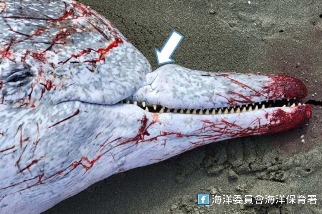臺南擱淺白海豚病理報告出爐 死因疑似外傷導致支氣管肺炎