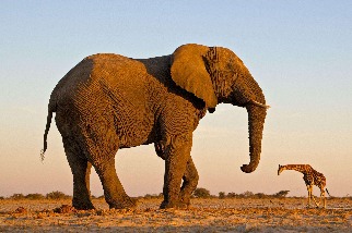 大象與長頸鹿