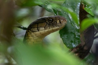 眼鏡王蛇可能是由四個不同物種組成的「王室」