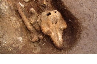考古學家在「根西島」找到了一座謎樣的鼠海豚墳墓