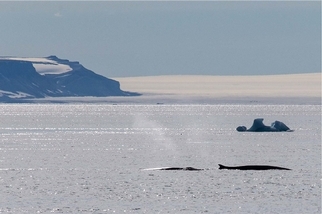 冰島扭轉「吃鯨肉」形象 2024年將停止商業捕鯨