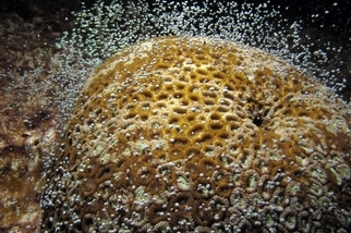 珊瑚為何會同時間大量產卵？關鍵在日落到月昇的黑暗期！