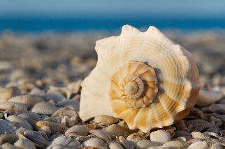 為什麼海灘上愈來愈難找到貝殼？
