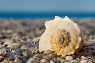 海灘貝殼失蹤之謎：為何海灘上愈來愈難找到貝殼？