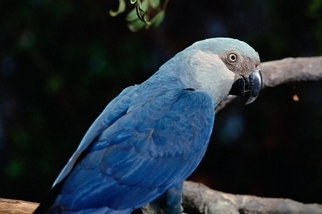 十年間有八種鳥類幾乎滅絕，包括《里約大冒險》的「阿藍」