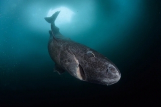 神祕的深海北極鯊魚在加勒比海出沒