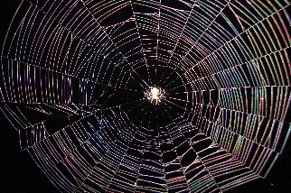 蛛網上的蜘蛛