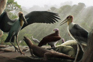 曾經飛越印尼「哈比人之島」的巨型鸛鳥