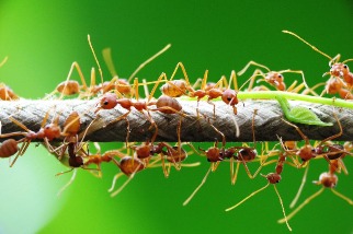 跨國研究印證古老智慧 想要作物長得好 螞蟻比農藥更有效