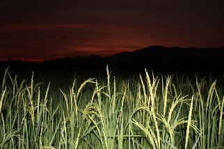 暖化恐讓稻米變少、變難吃 科學家：大家都忽略了夜間升溫