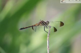 《臺灣研蟲誌》發表兩種秋蜓 褐頂蜻蜓為新紀錄種 歸功公民科學貢獻