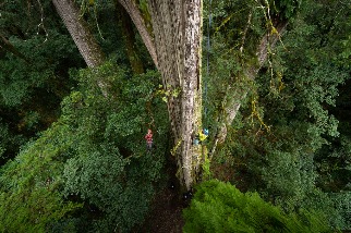 再挑戰「撞到月亮的樹」 79.1公尺桃山神木等身照出爐