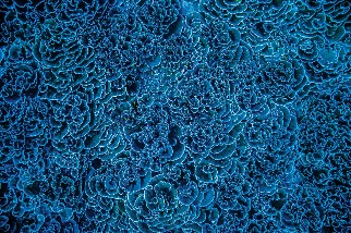 太平洋裡的珊瑚礁重生