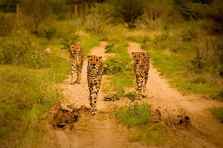 納米比亞的獵豹