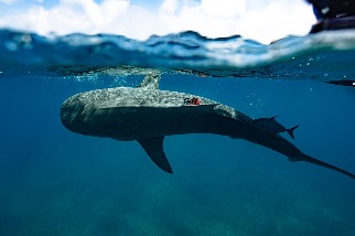 鯊魚帶路 全球最大海草床在巴哈馬現身