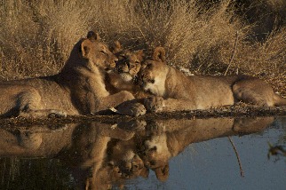 埃托沙國家公園的獅子一家