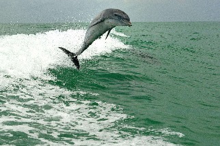 飛躍的海豚