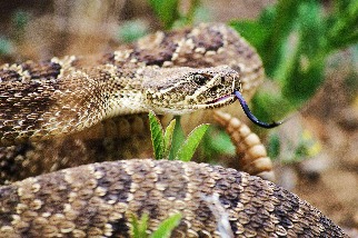 草原響尾蛇