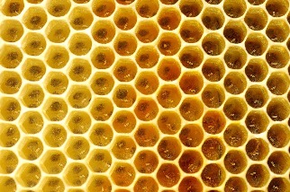 阻止蜂群傳染病蔓延 美國核准全球第一支蜜蜂用疫苗