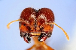 入侵性螞蟻的威脅，比我們過去以為的更麻煩