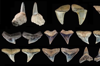 嘉義牛埔軟骨魚化石群聚 再現更新世大白鯊生態環境