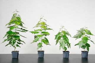 基改白楊樹多吸收27%二氧化碳 美新創公司打算今年種400萬株「超級樹木」