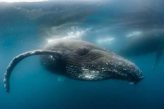 郵輪乘客巧遇罕見景象：1000頭鯨魚海上大會師 （內有影片）