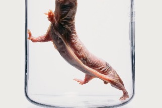 裸鼴鼠一輩子都能繁殖，這種現象對人類有何幫助？