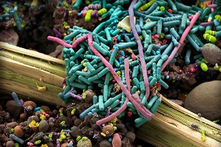 揭開慢性疲勞症候群之謎：腸道微生物群系或許是解鎖之鑰！