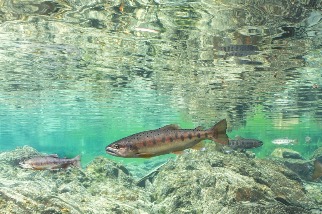 櫻花鉤吻鮭復育有成 野外數量達1.5萬尾創新高