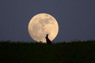 月下野兔