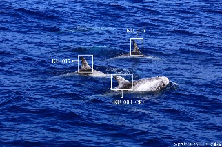 海豚也有社交小圈圈？ 黑潮解密東部海域花紋海豚社會網絡