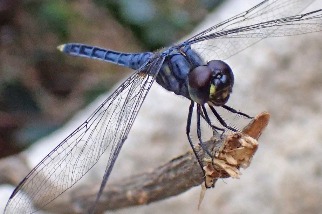 我國新紀錄種「藍印蜻蜓」 金門採集首隻標本
